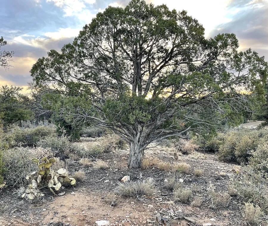 tree at sunrise